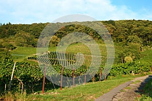 Winegrowing / wine background