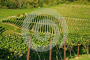 Winegrowing / wine background