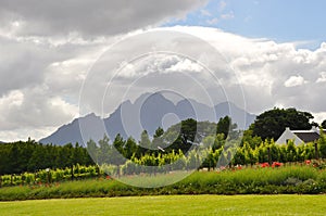 winelands Cape Town South Africa