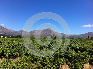 Winelands, Cape Town, South Africa