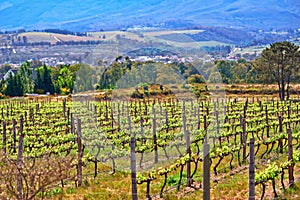 Winelands of the Paarl valley. A vineyard at a winery situated close to Paarl, Western Cape.
