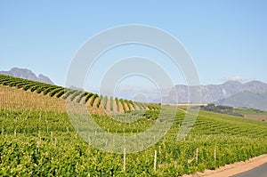 The Winelands Stellenbosch cape town