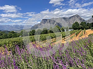 Winelands Stellenbosch Delaire Graff Estate South Africa photo
