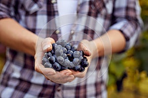 Winemaker with blue grapes in a vineyard.