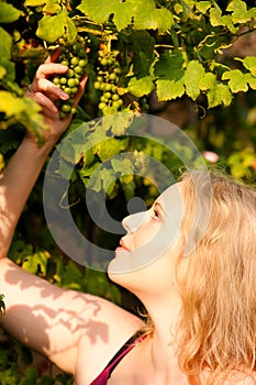 Winemaker checking the grapes photo