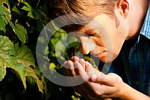 Winemaker checking the grapes