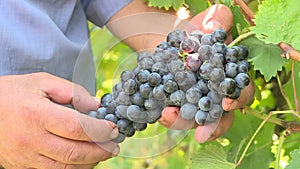 Winemaker checks grapes