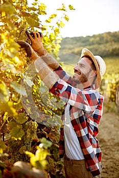 Winemaker cutting bunch of grapes in vineyardwinemaker cutting