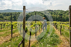 Winemaker Farmworker, Woman with brown hair and straw hat checking the quality of her Wine Plants