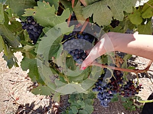 Winemaker and grapes in the vineyard