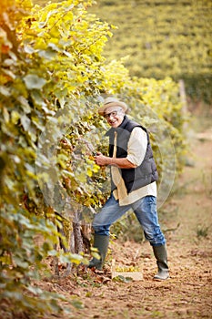 Winemaker harvest the grape at his vineyard