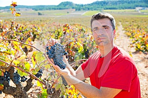 Winemaker harvesting Bobal grapes in mediterranean