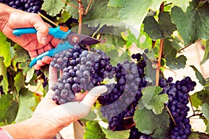 Winemaker Harvesting Grapes
