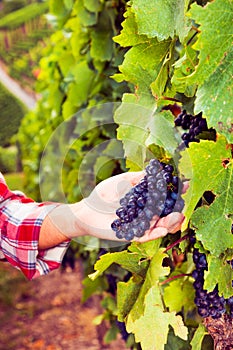 Winemaker Harvesting Grapes