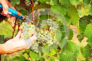 Winemaker Harvesting Grapes