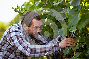 Winemaker harvesting grapes