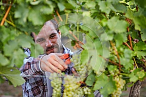 Winemaker harvesting grapes