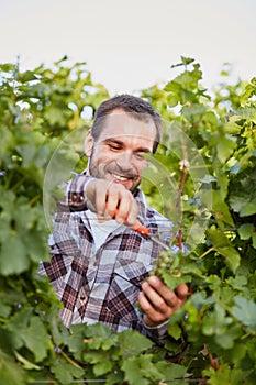 Winemaker harvesting grapes