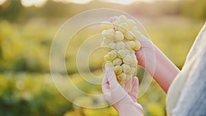 Winemaker holding a bunch of grapes on the background of the vineyard