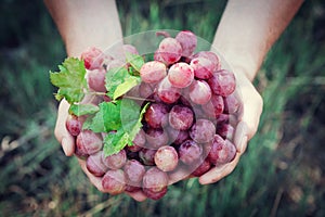 Winemaker holding in hands the harvest of grape. Organic fruits and farming theme. Top view.