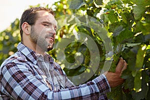 Winemaker inspects vine leaves