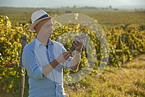 Winemaker looking at grape bunch doing quality control