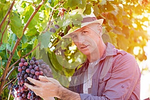 Winemaker man in straw hat examining grapes