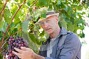 Winemaker man in straw hat examining grapes