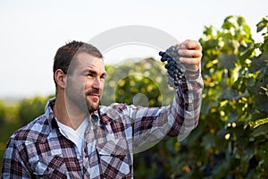 Winemaker picking blue grapes