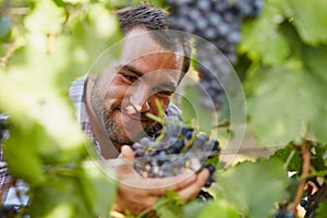 Winemaker at picking blue grapes