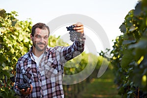 Winemaker picking blue grapes