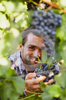 Winemaker at picking blue grapes