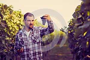 Winemaker picking blue grapes