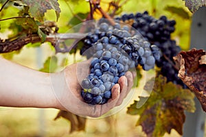 Winemaker picking grapes during harvest