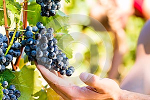 Winemaker picking wine grapes photo