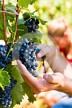 Winemaker picking wine grapes photo