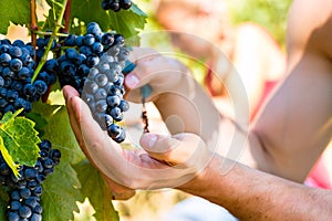 Winemaker picking wine grapes photo