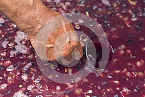 Winemaker`s hand with a glass mug, picking up juice from grape must.