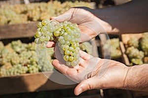 Winemaker`s hands holding   white grape bunch