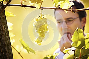 Winemaker tasting grapes in vineyard. photo