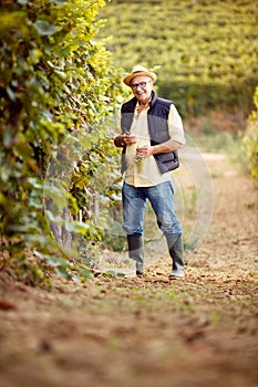 Winemaker in the vineyard