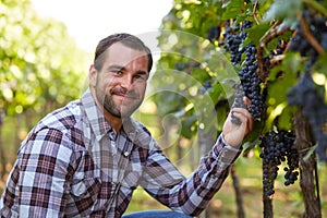 Winemaker in vineyard photo