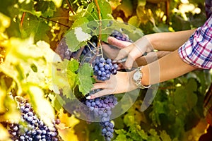 Winemaker woman picking grapes at harvest time