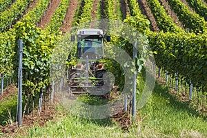 A winemaker at work in the vineyard