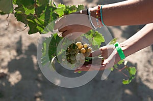 Winemaker young woman picking grapes