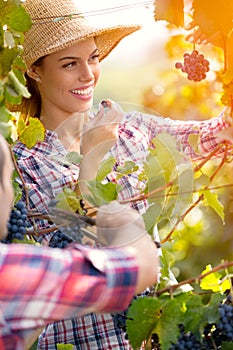 Winemakers checking grapes quality