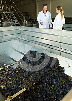 Winemakers controlling crushing of grapes