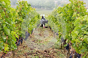 Winemakers Grape harvesting red grapes in the vineyard Saint emilion Bordeaux wine France