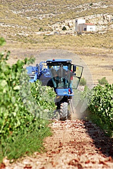 Winemakers using grape harvesting machinery in an automated way