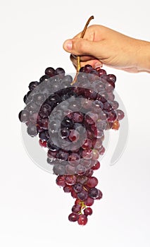 Winemaking and autumn concept. Winegrower shows cluster of grapes